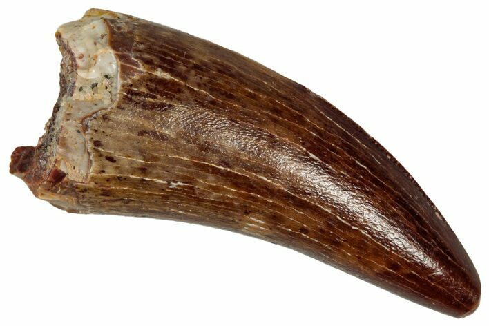 Serrated, Theropod (Deltadromeus?) Pre-Max Tooth - Morocco #341241